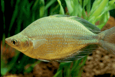 Emerald Rainbow