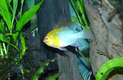 Gold German Ram