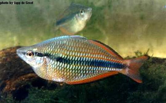 Goyder River Rainbow