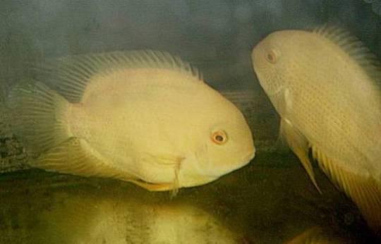 Gold Severum