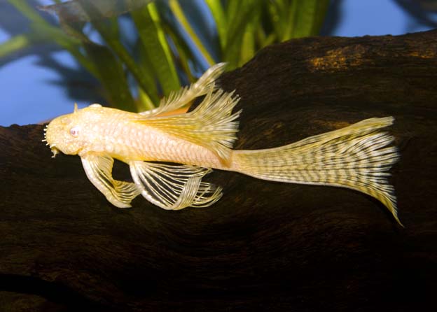 Longfin Albino Bristlenose Pleco
