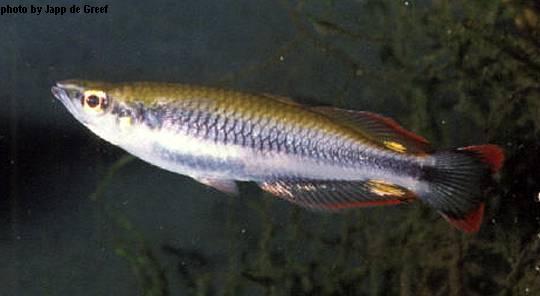 Madagascar Rainbow