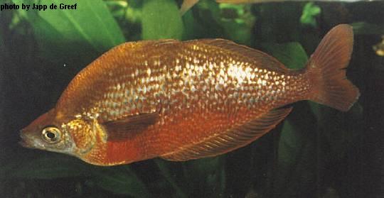 New Guinea Rainbow