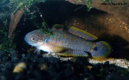 Peacock Gudgeon