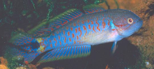 Peacock Gudgeon — alternate view