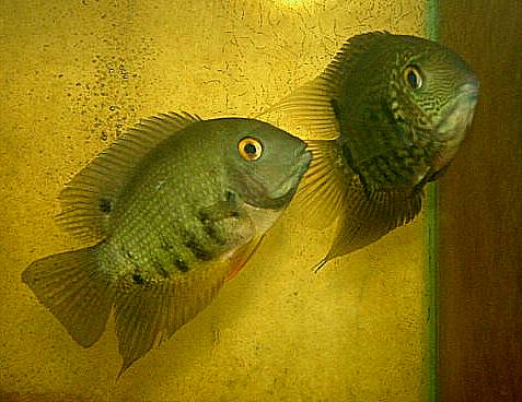 Peruvian Green Severum
