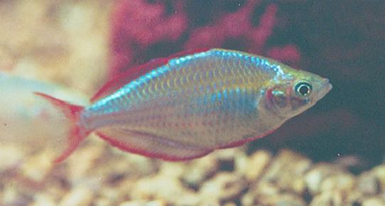 Dwarf Neon Rainbow