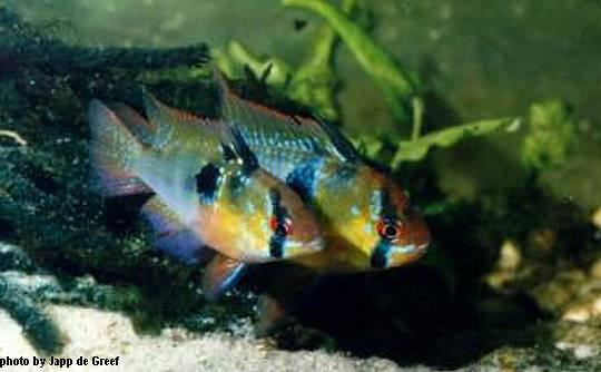 Blue German Ram