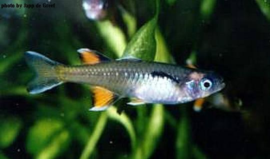Southern Pacific Blue-eye