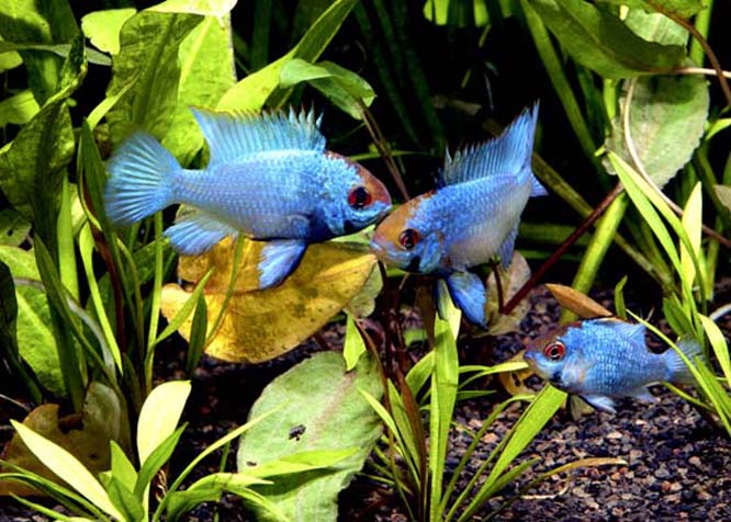 Electric Blue German Ram — alternate view