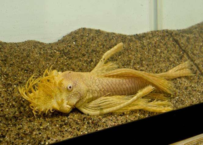 Longfin Albino Bristlenose Pleco — alternate view