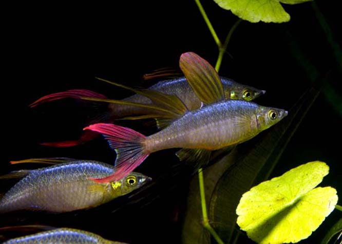 Threadfin Rainbow — alternate view