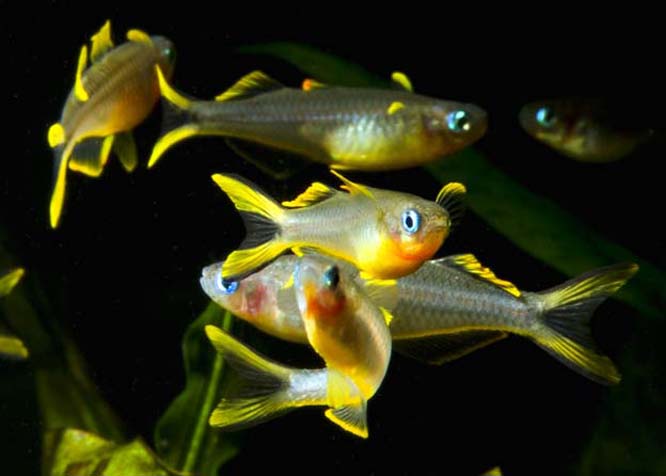 Forktail Blue-eye
