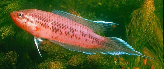 Spiketail Paradise Fish