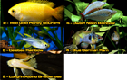 Starter Package for 20 to 30 Gallon Aquarium