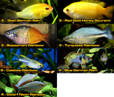 Starter Package for 40 to 50 Gallon Aquarium