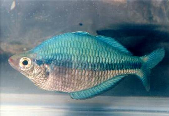 Turquoise Rainbow