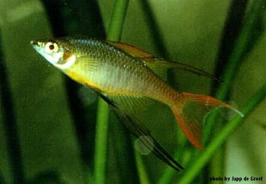 Threadfin Rainbow