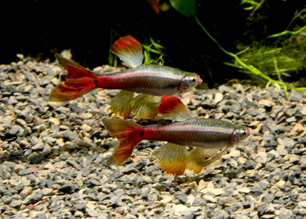Longfin Red & White Cloud