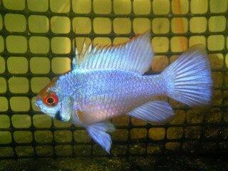 Electric Blue German Ram - Medium - 1.5 - 2 inches (Limited Availability)