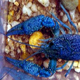 Electric Blue Crayfish - Large