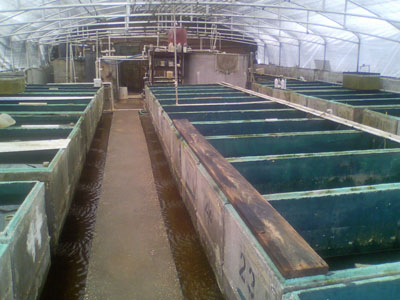 Tropical Fish Hatchery