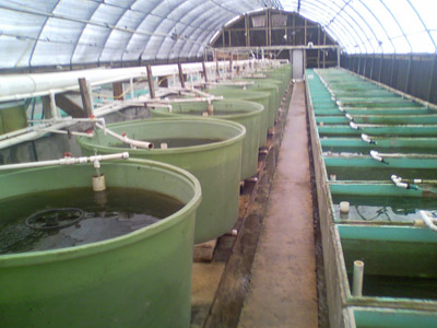 Freshwater Tropical Fishery